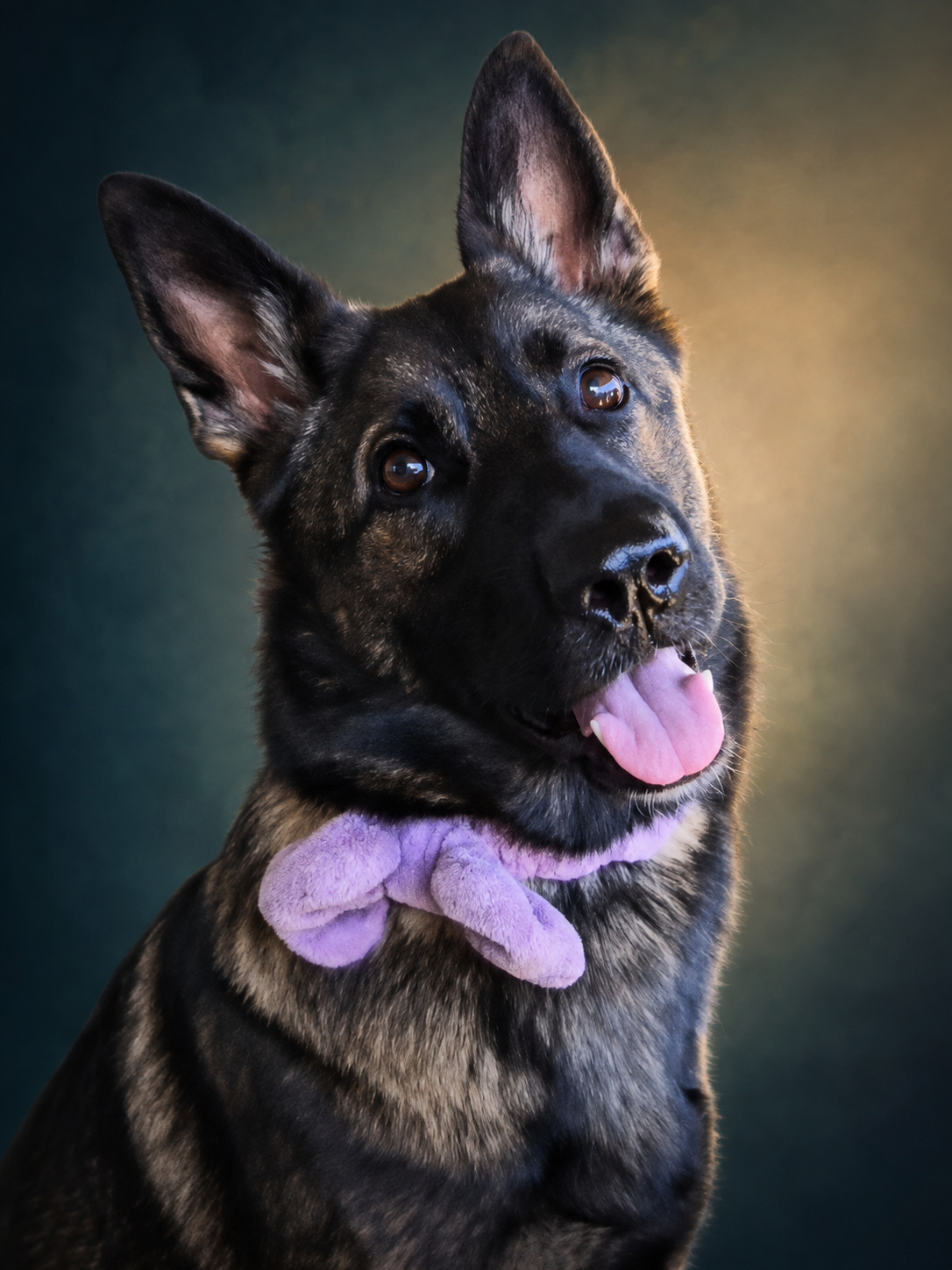 Rory, a black German Shepherd wearing her signature purple bow